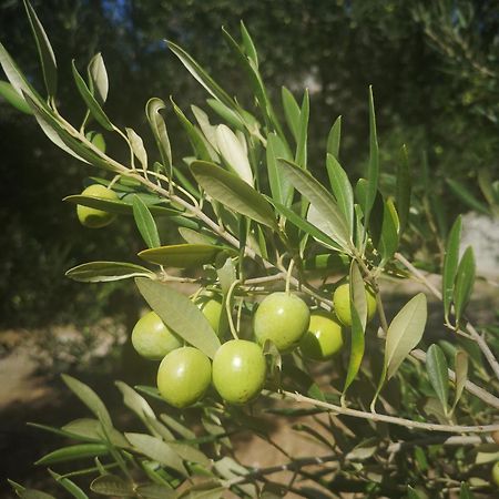 Holiday Home Oliveta 布雷拉 外观 照片