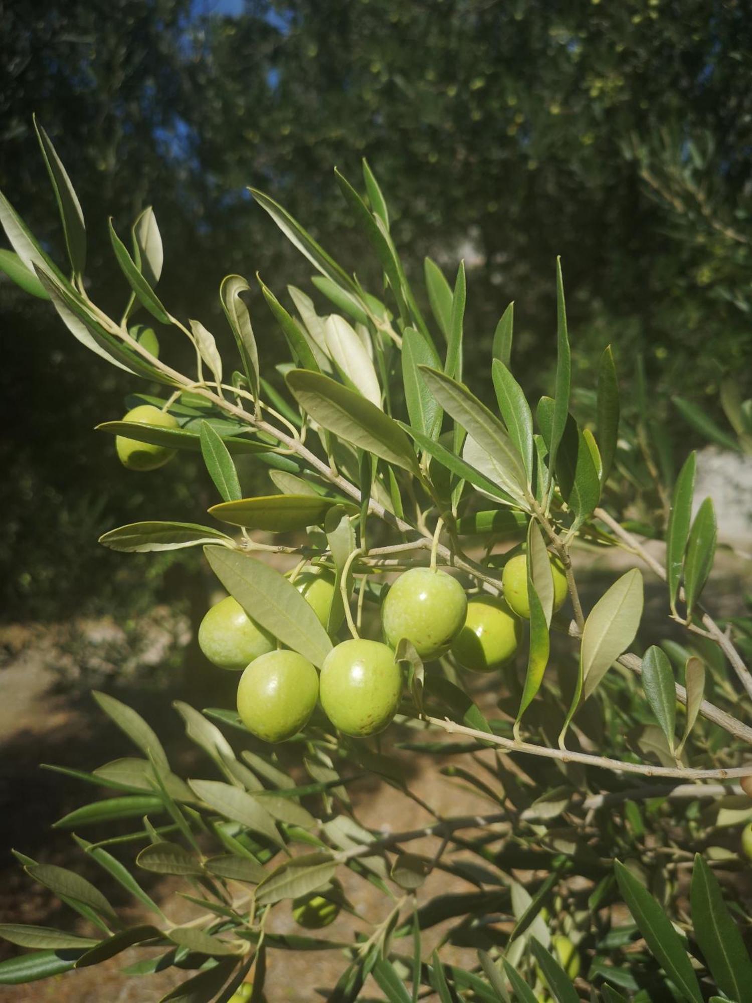 Holiday Home Oliveta 布雷拉 外观 照片